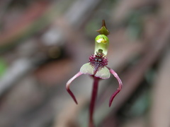 Chiloglottis reflexa