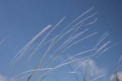 Stipa austroitalica