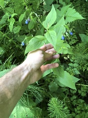 author not stated, no rights reserved Mertensia platyphylla, photograph author not stated, no rights reserved