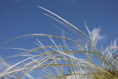Stipa austroitalica