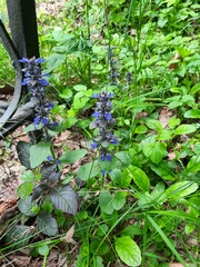 Ajuga reptans