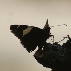 Thorybes pseudocellus