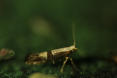 Argyresthia spinosella