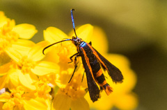 Synanthedon polygoni