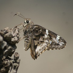 Codatractus bryaxis
