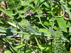 Linum hypericifolium