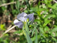 Linum hypericifolium