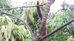 Sciurus variegatoides