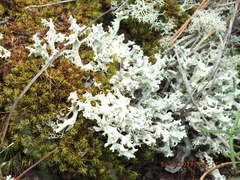 Cladonia caroliniana