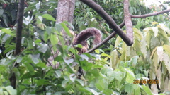 Sciurus variegatoides