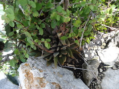 Echeveria heterosepala
