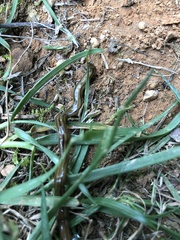 Diversibipalium multilineatum