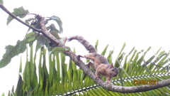Sciurus variegatoides