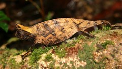 Perinet Leaf Chameleon photo 2