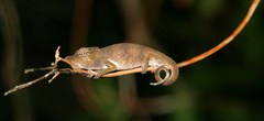 Calumma nasutum