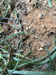 Diversibipalium multilineatum