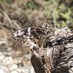 Codatractus bryaxis