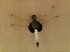 Erythrodiplax unimaculata