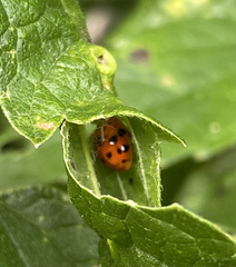 Harmonia axyridis