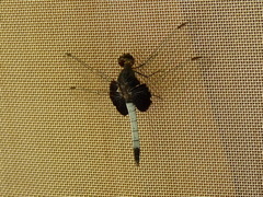Erythrodiplax unimaculata