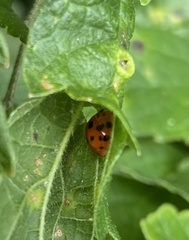 Harmonia axyridis
