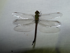 Triacanthagyna ditzleri