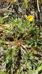 Potentilla plattensis