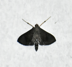 Almonia