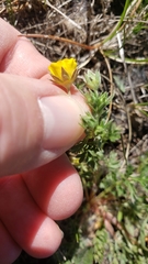 Potentilla plattensis