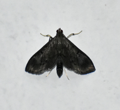 Almonia