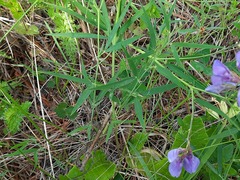Lathyrus cyaneus