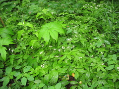 Cardamine leucantha