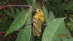 Taeniopoda varipennis