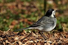 Motacilla alba