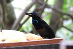 Ptiloris victoriae