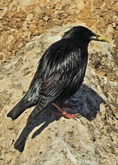 Sturnus unicolor