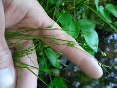 Carex trisperma