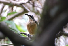 Ptiloris victoriae