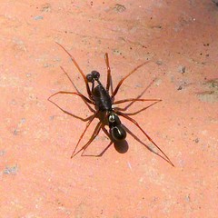 Neriene furtiva