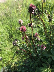 Sanguisorba officinalis
