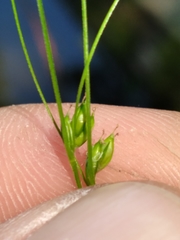 Carex trisperma