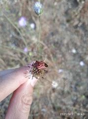 Carpocoris mediterraneus mediterraneus