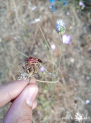 Carpocoris mediterraneus mediterraneus