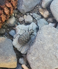 Opisthius richardsoni