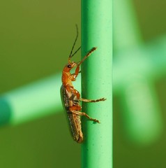 Cantharis soeulensis