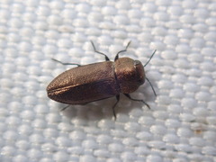 Anthaxia mendizabali