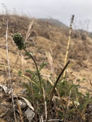 Acaena pinnatifida californica