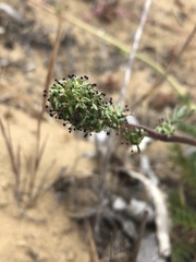 Acaena pinnatifida californica