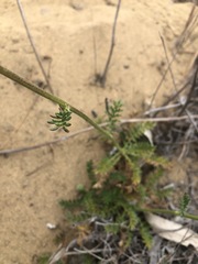 Acaena pinnatifida californica