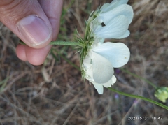 Apiaceae